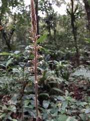 Microchilus