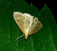 Crocidophora serratissimalis