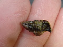 Batillaria australis