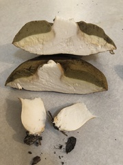 Boletus edulis