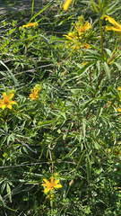 Bidens aristosa