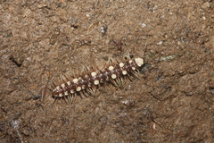 Polydesmus collaris