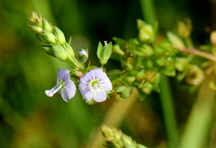 Veronica catenata