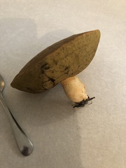 Boletus edulis