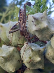Leptoglossus clypealis