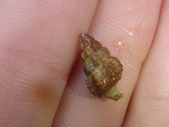 Batillaria australis