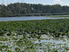 Nelumbo lutea