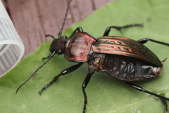 Carabus ulrichii