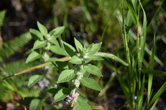 Mentha