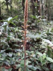 Microchilus