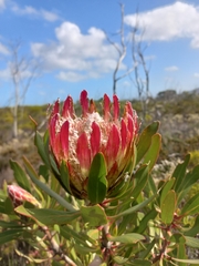 Protea obtusifolia