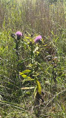 Cirsium altissimum