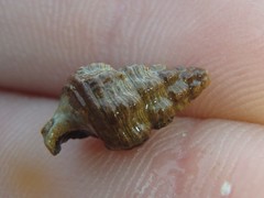 Batillaria australis