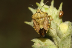 Carpocoris