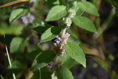 Mentha