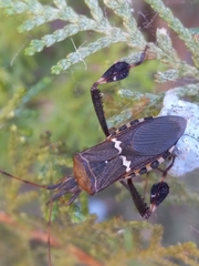Leptoglossus clypealis