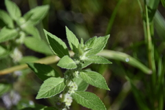 Mentha