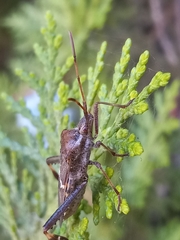 Leptoglossus clypealis
