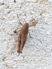 Aiolopus strepens