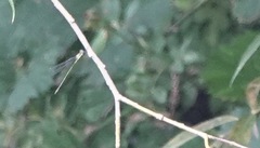 Chalcolestes viridis