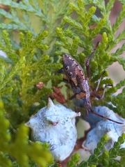 Leptoglossus clypealis