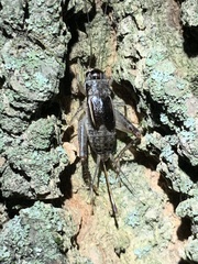 Velarifictorus micado