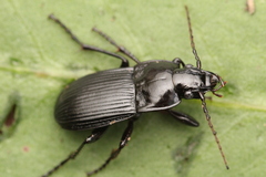 Abax carinatus