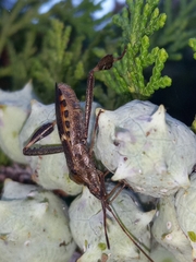 Leptoglossus clypealis