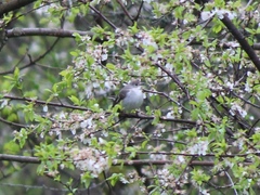 Ficedula semitorquata