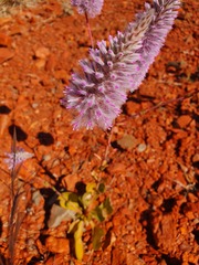 Ptilotus exaltatus