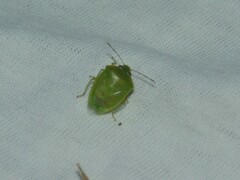 Acrosternum millierei