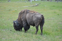 Bison bison