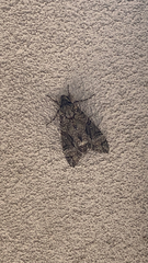 Agrius cingulata