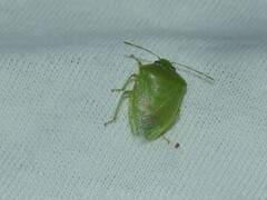 Acrosternum millierei