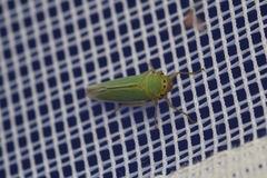 Cicadella viridis