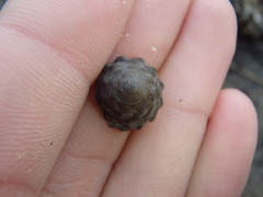 Bembicium auratum