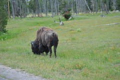 Bison bison