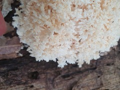 Hericium