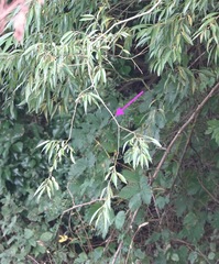 Chalcolestes viridis