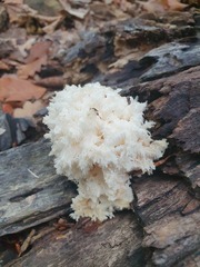 Hericium