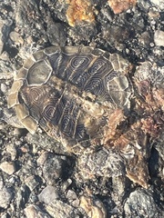 Malaclemys terrapin terrapin