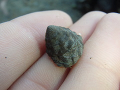Bembicium auratum