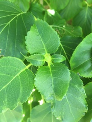 Hydrangea petiolaris