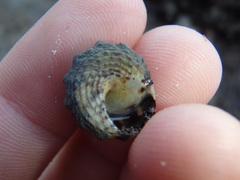 Bembicium auratum