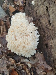 Hericium