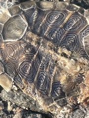 Malaclemys terrapin terrapin