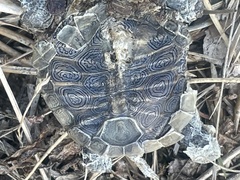 Malaclemys terrapin terrapin
