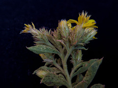 Ericameria obovata