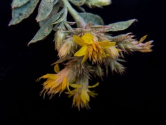Ericameria obovata
