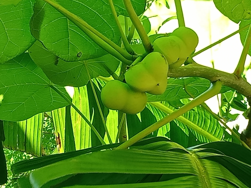 Jatropha peltata; photograph author not stated, no rights reserved